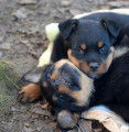 Chiots rottweiler LOF typés, massifs