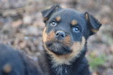 Chiots rottweiler LOF typés, massifs