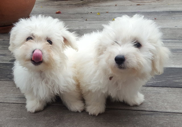 Kijiji Ville De Quebec Chat A Donner