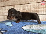 Très beau petit mâle chocolat et feu. Pas facile à prendre en photo ;) Magnifique ligne de dos à l'image de toute la portée. Une construction dont nous sommes fiers. Nous espérons qu'il sera présentée en expo par ses nouveaux maîtres