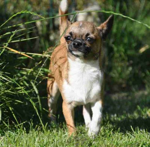 Chihuahua LOF poil court à vendre