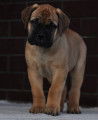 Chiots Bullmastiff 90 jours, 90 days old