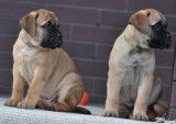 Chiots Bullmastiff 90 jours, 90 days old