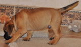 Chiots Bullmastiff 90 jours, 90 days old