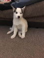 Chiots Husky sibérien LOF