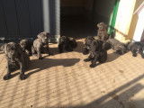 Dispo-Magnifique portée de Cane Corso LOF - TB Lignée-