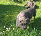 Dispo-Magnifique portée de Cane Corso LOF - TB Lignée-