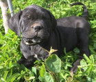 Dispo-Magnifique portée de Cane Corso LOF - TB Lignée-