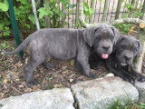 Dispo-Magnifique portée de Cane Corso LOF - TB Lignée-