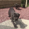 Dispo-Magnifique portée de Cane Corso LOF - TB Lignée-
