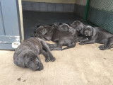 Dispo-Magnifique portée de Cane Corso LOF - TB Lignée-