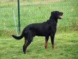 Chiots Beaucerons issus de lign&eacute;es de grands champions &agrave; vendre