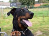 Chiots Beaucerons issus de lign&eacute;es de grands champions &agrave; vendre