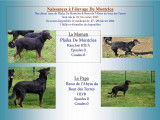 Chiots Beaucerons issus de lign&eacute;es de grands champions &agrave; vendre