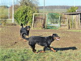 Chiots Beaucerons issus de lign&eacute;es de grands champions &agrave; vendre