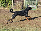 Chiots Beaucerons issus de lign&eacute;es de grands champions &agrave; vendre