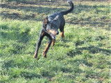 Chiots Beaucerons issus de lign&eacute;es de grands champions &agrave; vendre