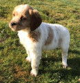 Epagneul breton chiots LOF