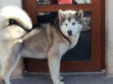 Male Alaskan malamute