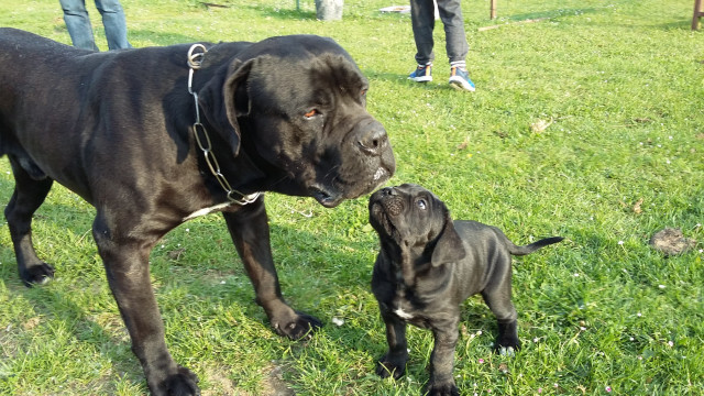 Chiot Cane Corso : Petite Annonce chien Chiot Cane Corso : Petite Annonce chien