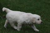Chiots Golden Retriever