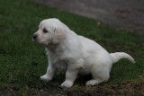 Chiots Golden Retriever