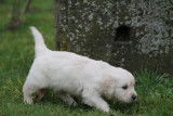 Chiots Golden Retriever