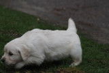 Chiots Golden Retriever