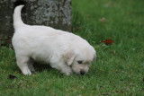 Chiots Golden Retriever