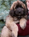 Magnifique Port&eacute;e de 15 Chiots Leonberg, dispo vers le 23 Mai 2017