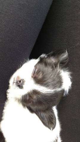 Mini Chiot Chihuahua poil long à ne pas rater