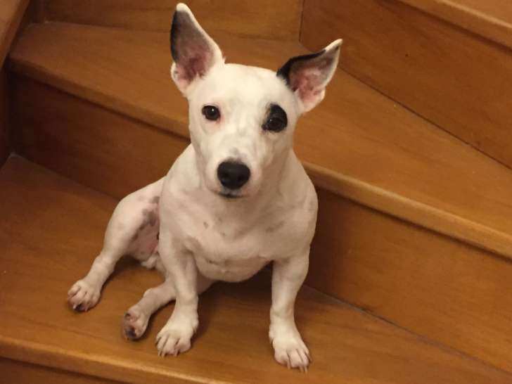 Don Jack Russel 4 ans