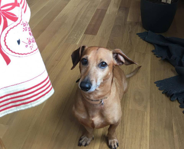 Bart dit Balko (Sans Affixe) chien de race toutes races en ...