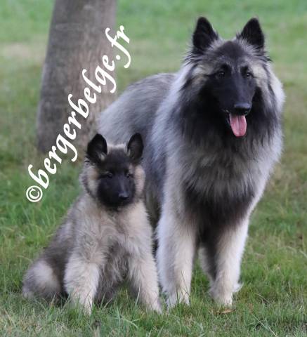 Chiots Berger Belge Tervueren Fauve Ou Sable Petite