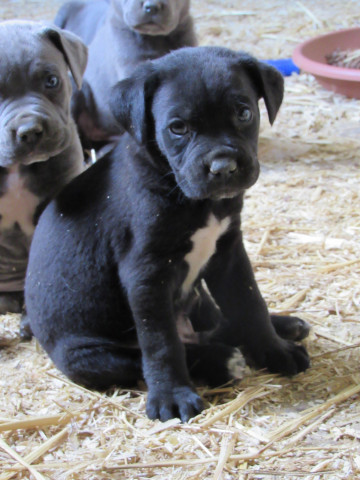 Chiot Cane Corso, chien de cour italien : Petite Annonce chien Chiot Cane Corso, chien de cour italien : Petite Annonce chien