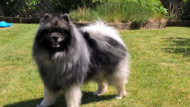 keeshoond ( spitz loup) 3ans a vendre : Petite Annonce chien keeshoond ( spitz loup) 3ans a vendre : Petite Annonce chien