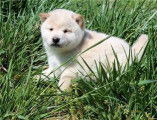 Vends chiot Shiba Inu