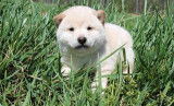 Vends chiot Shiba Inu