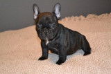 Male and female french bulldog puppies for sale