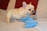 Male and female french bulldog puppies for sale