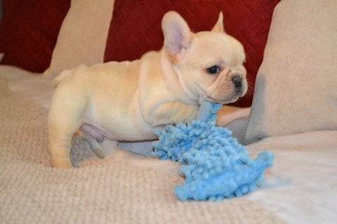 Male and female french bulldog puppies for sale