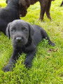 Adorables b&eacute;b&eacute;s de race Labrador &agrave; vendre