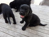 Adorables b&eacute;b&eacute;s de race Labrador &agrave; vendre