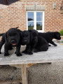 Adorables b&eacute;b&eacute;s de race Labrador &agrave; vendre