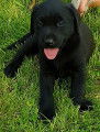 Adorables b&eacute;b&eacute;s de race Labrador &agrave; vendre