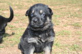 Chiots Berger Allemand à réserver