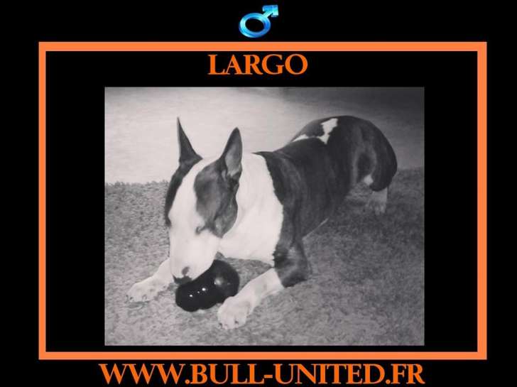 Largo, Bull Terrier à adopter