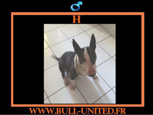 H, Bull Terrier, recherche en urgence une famille