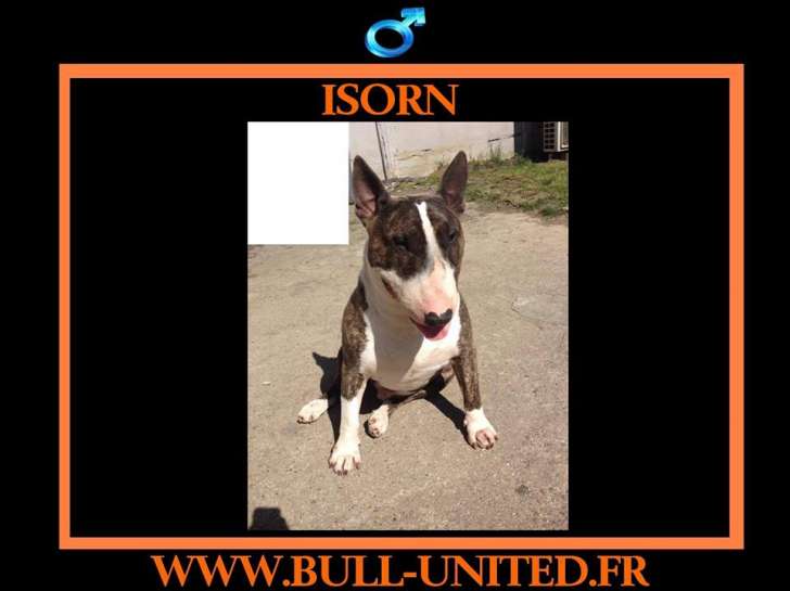 Isorn, beau Bull Terrier à adopter