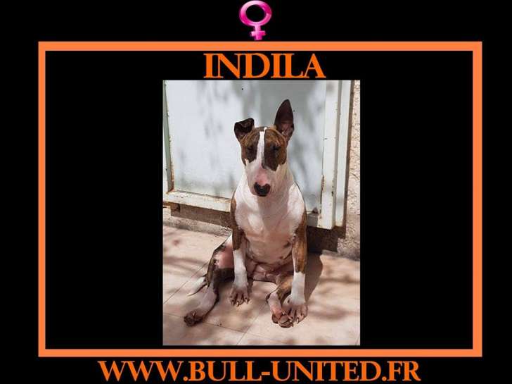 Indila, jeune Bull Terrier à adopter